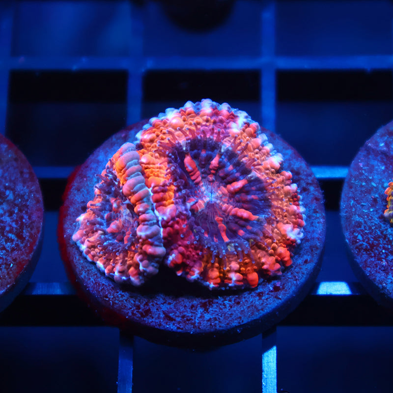 TCK Grafted Sunrise Acan