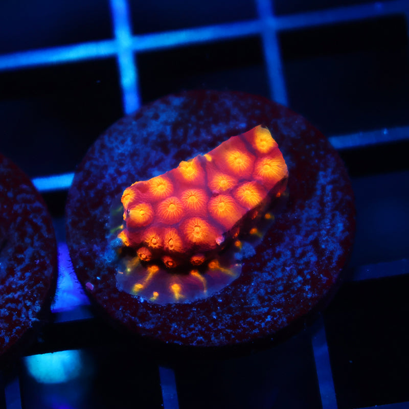 ARC Monet's Madness Cyphastrea