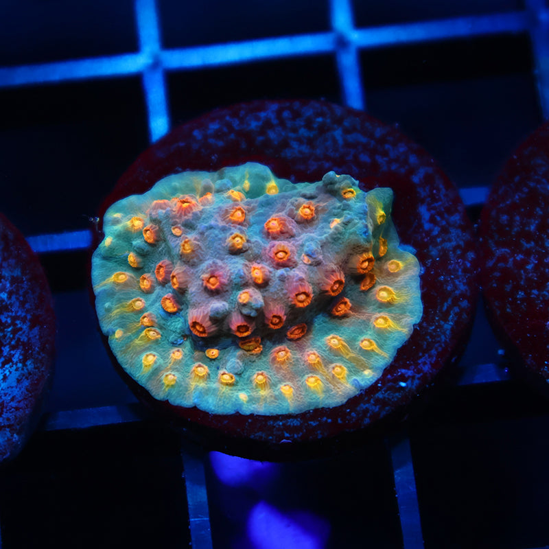 TCK Rainbow Comet Cyphastrea