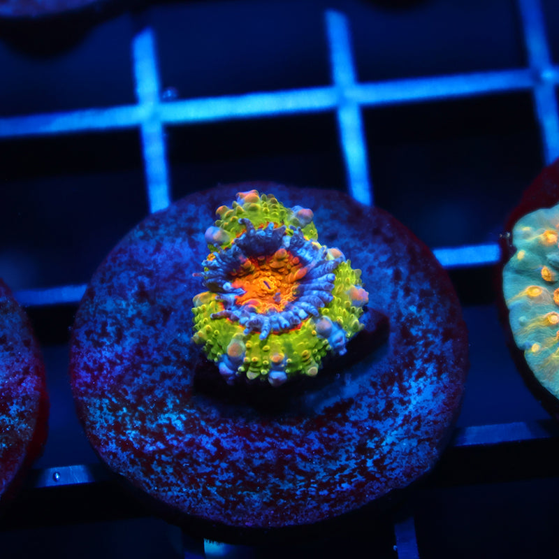 SR Limelight Acan