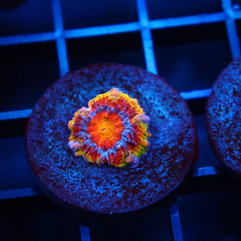 TCK Rainbow Rim Acan
