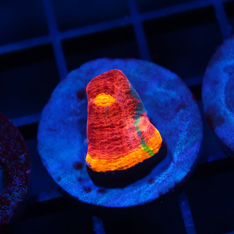 TCK Crazy Rainbow Chalice