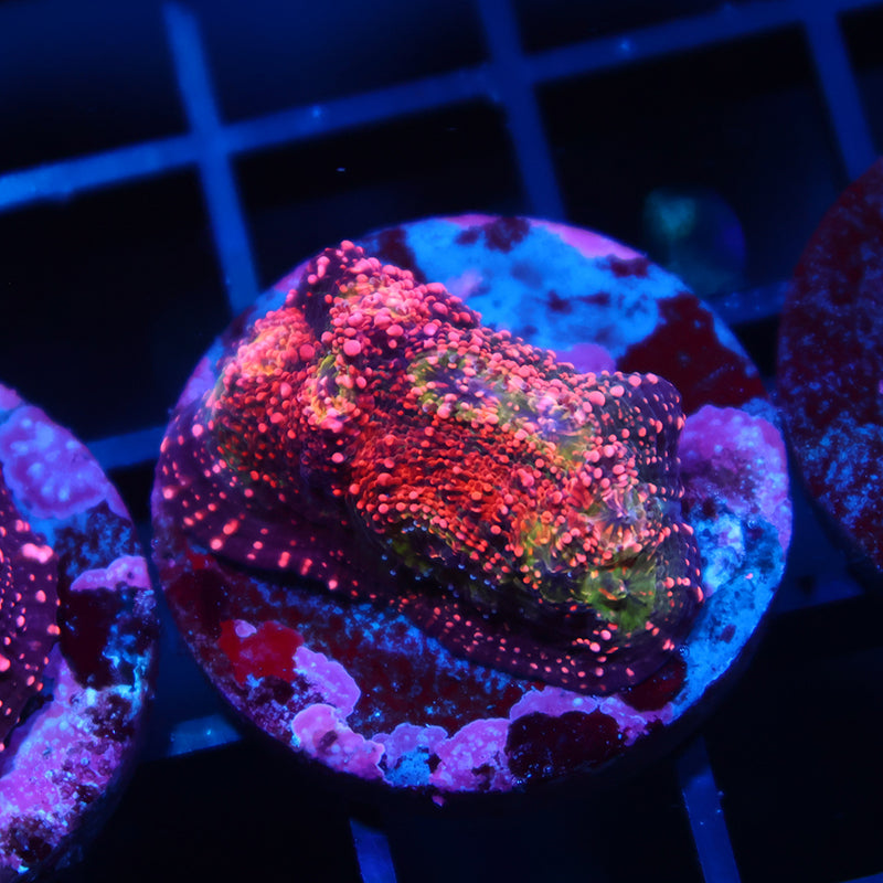 TCK Rimless Watermelon Chalice