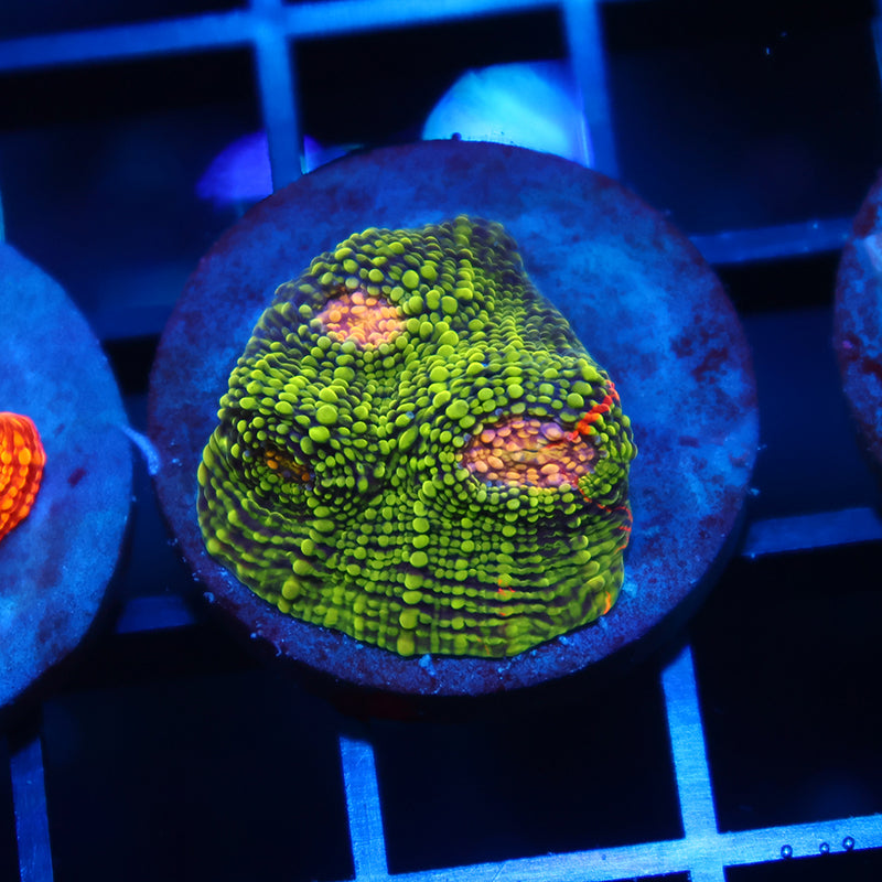 TCK Toxic Rainbow Swirl Chalice