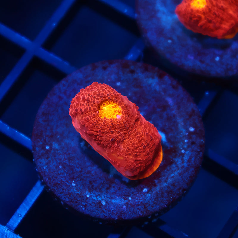 TCK Flamethrower Chalice