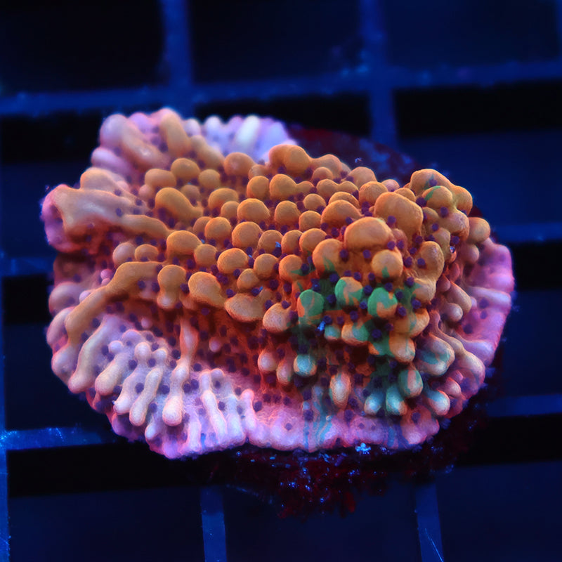 TCK Grafted Slowburn Monti