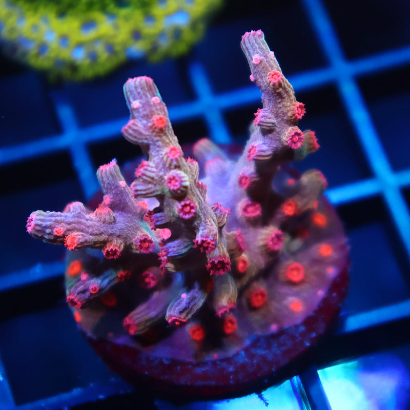 TCK Rare Branching Cyphastrea