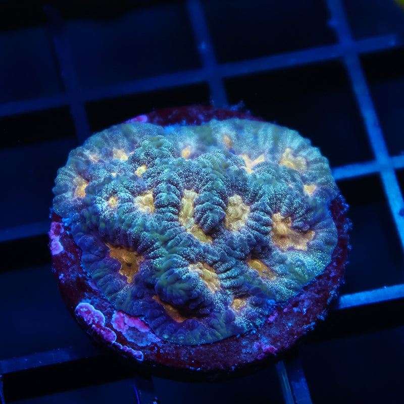 TCK Purple Favia