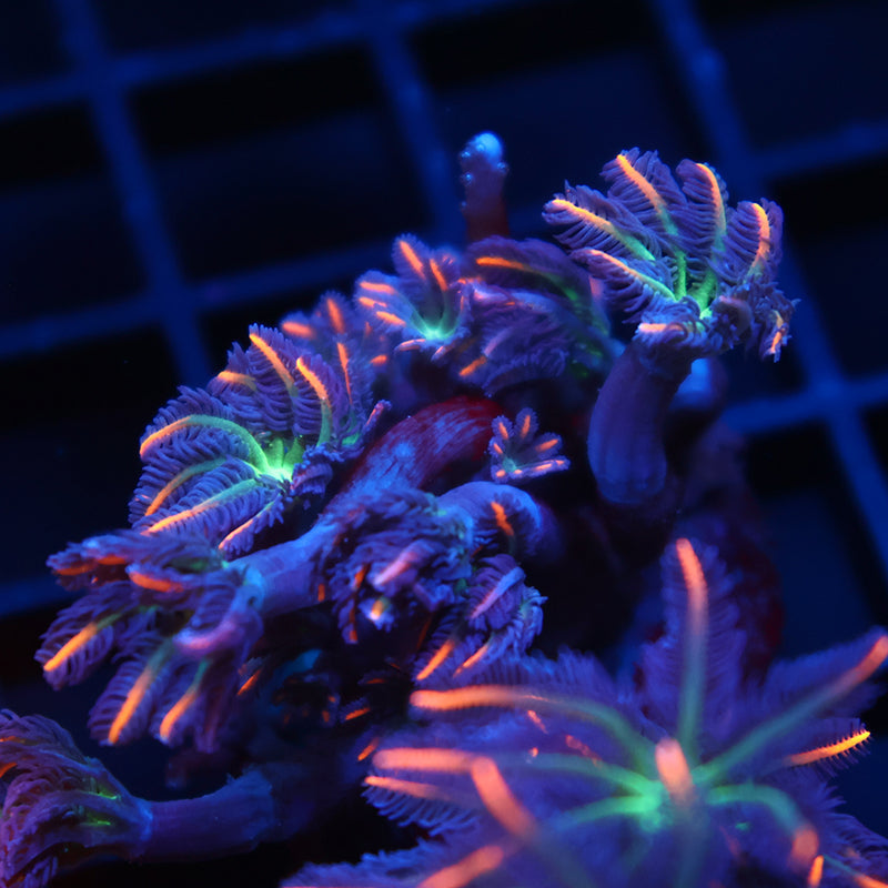 TCK Fireworks Cloves