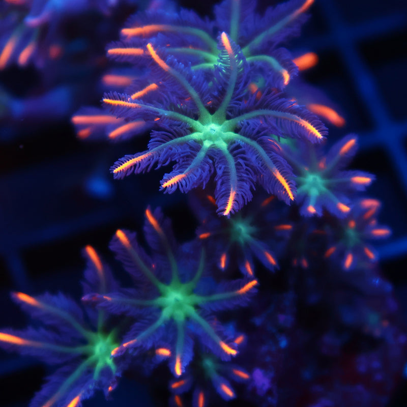 TCK Fireworks Cloves