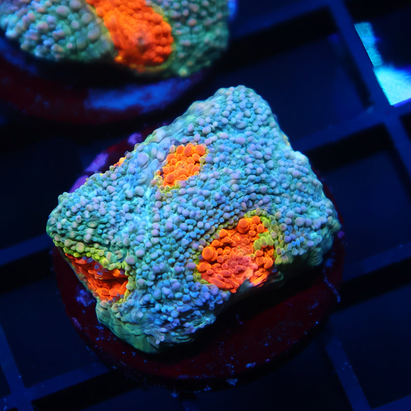 TCK Rainbow Echinata
