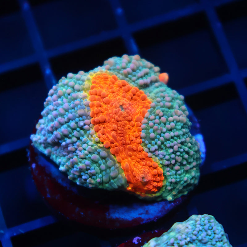 TCK Rainbow Echinata