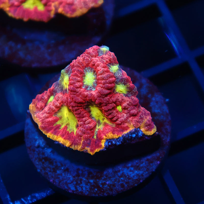 WWC Blood Diamond Favia