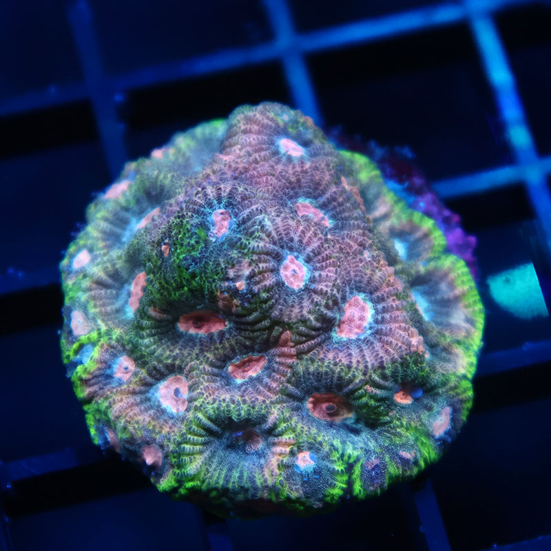 TCK Sparkly Green Favia