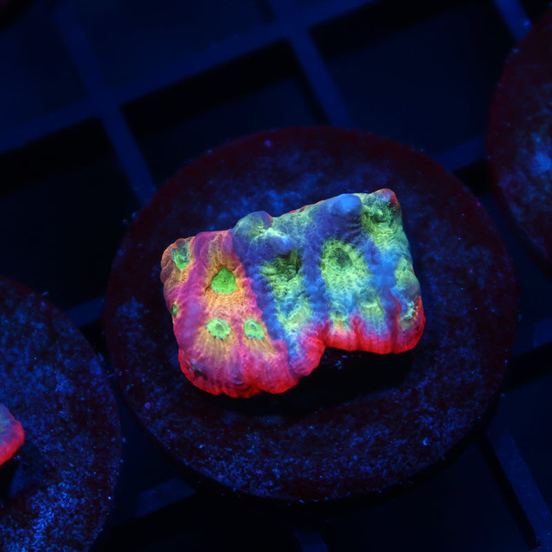 JF Dayglo Favia