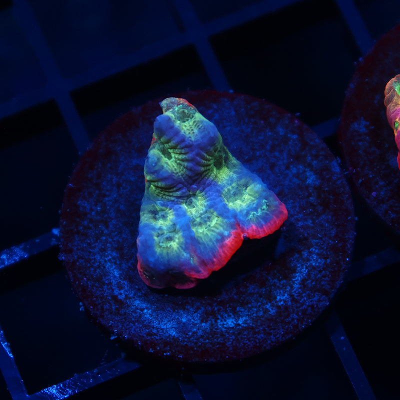 JF Dayglo Favia