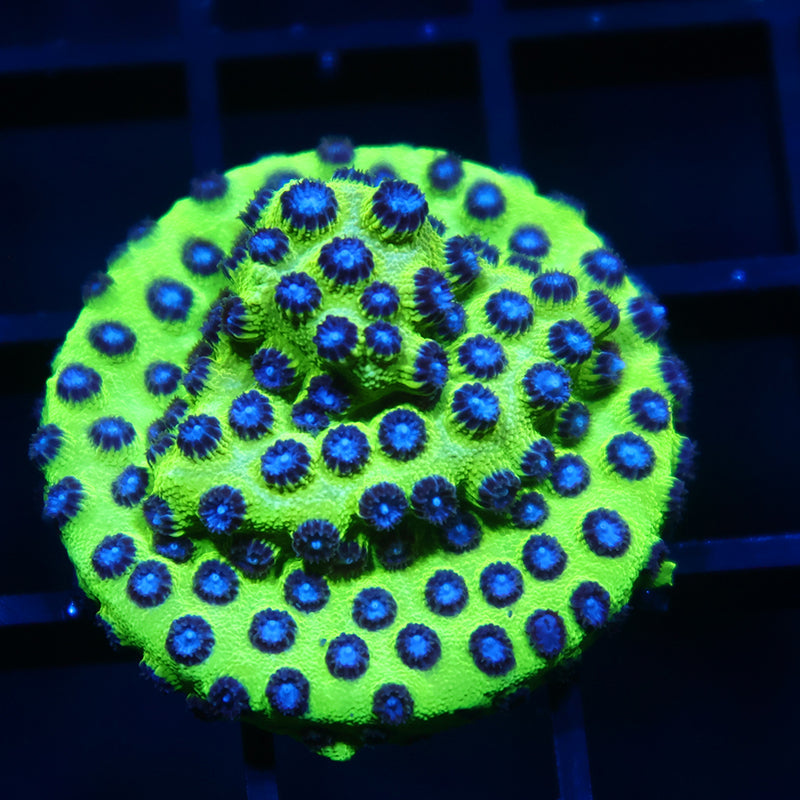 JF Purple People Eater Cyphastrea