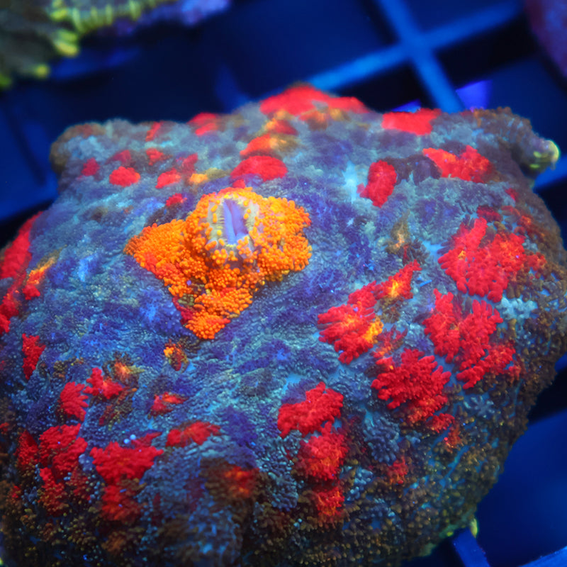 Lg TCK Rainbow Rhodactis Rug Mushroom