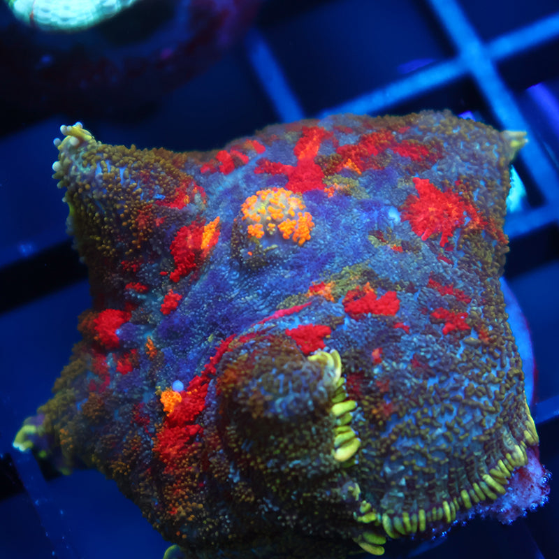 Lg TCK Rainbow Rhodactis Rug Mushroom