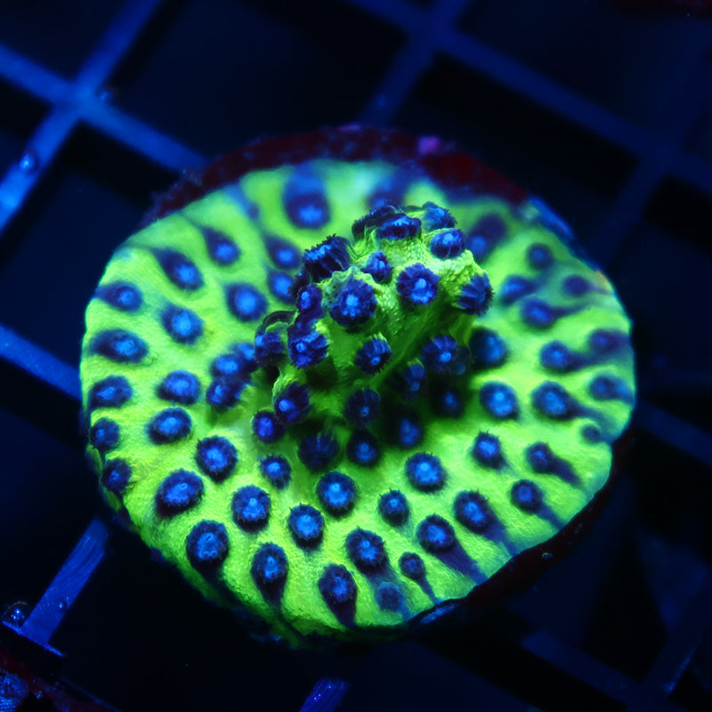 JF Purple People Eater Cyphastrea