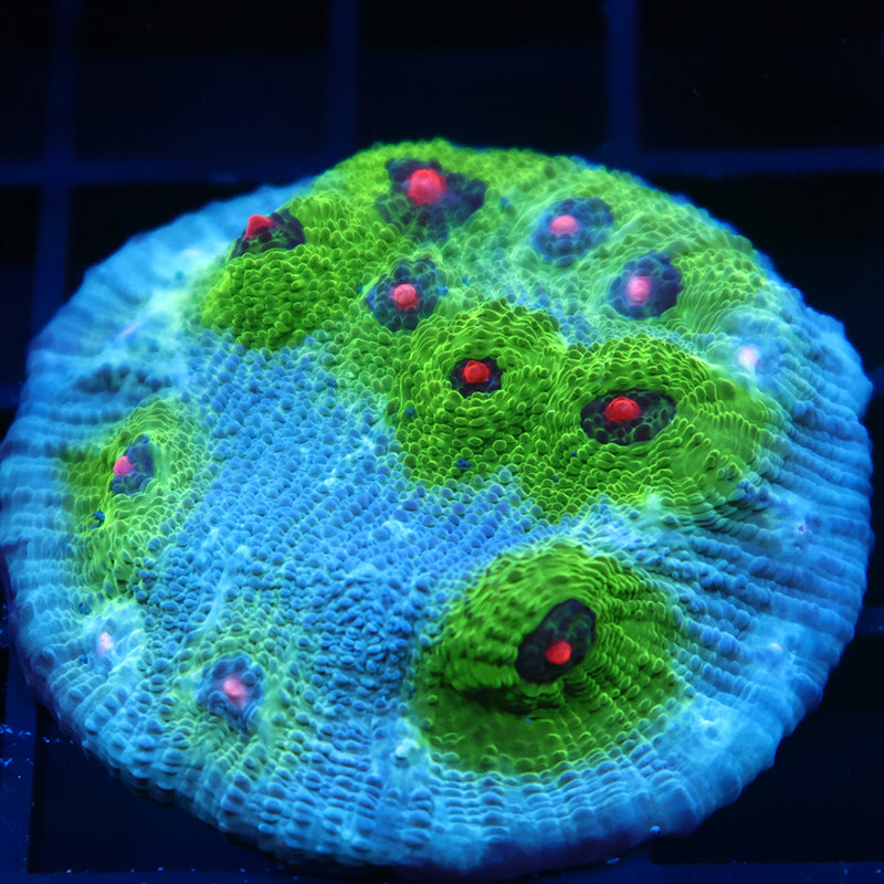 Lg GB Avatar Chalice