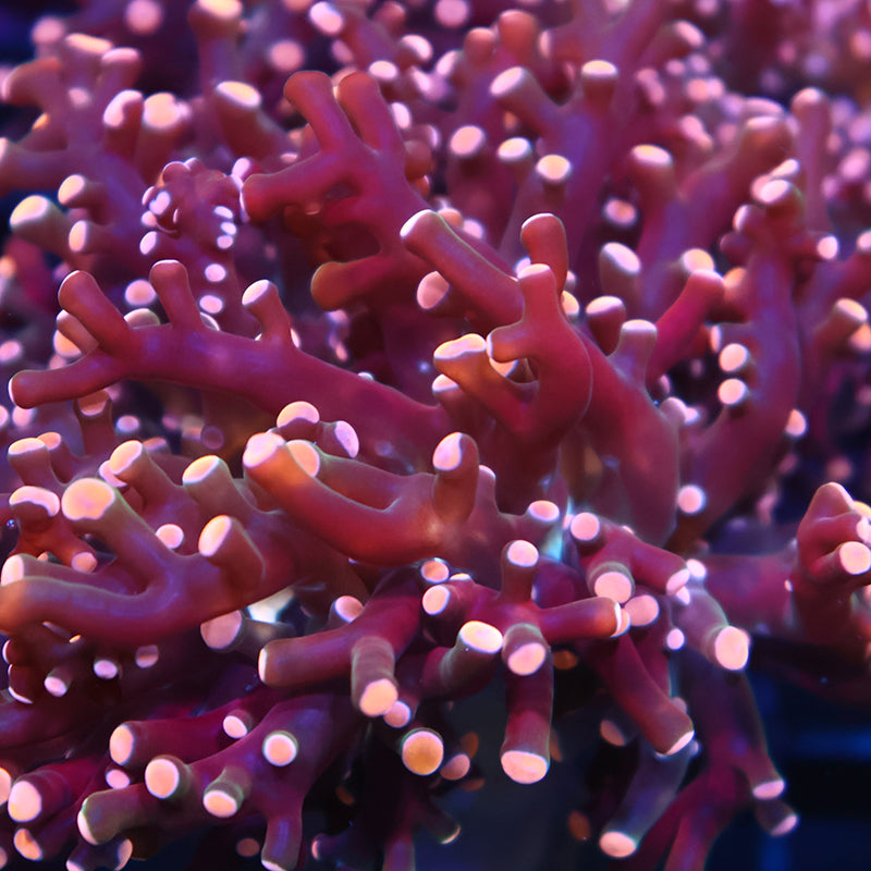 TCK Branching Peach Frogspawn