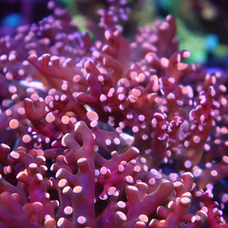 TCK Branching Peach Frogspawn