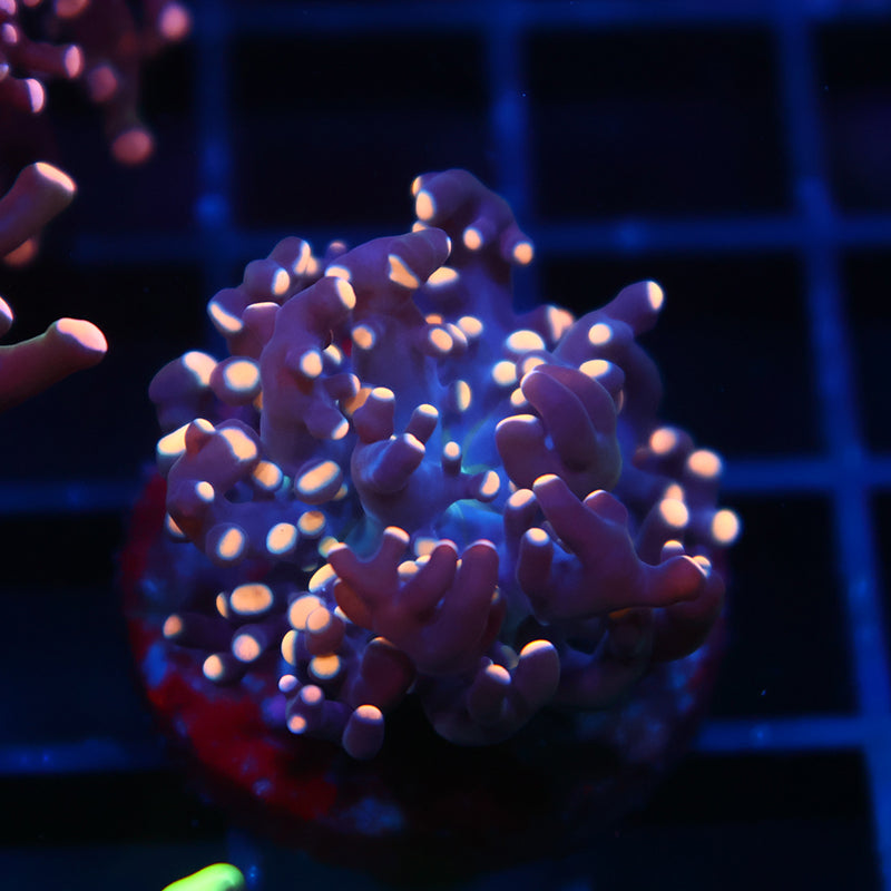 Tiny TCK Branching Gold 