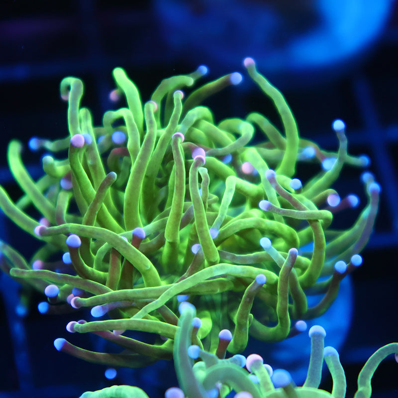 TCK Green Bicolor Tips Torch