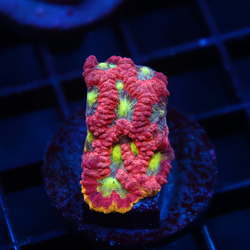 WWC Blood Diamond Favia