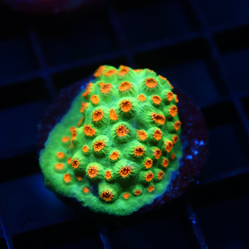TCK Reptar Cyphastrea