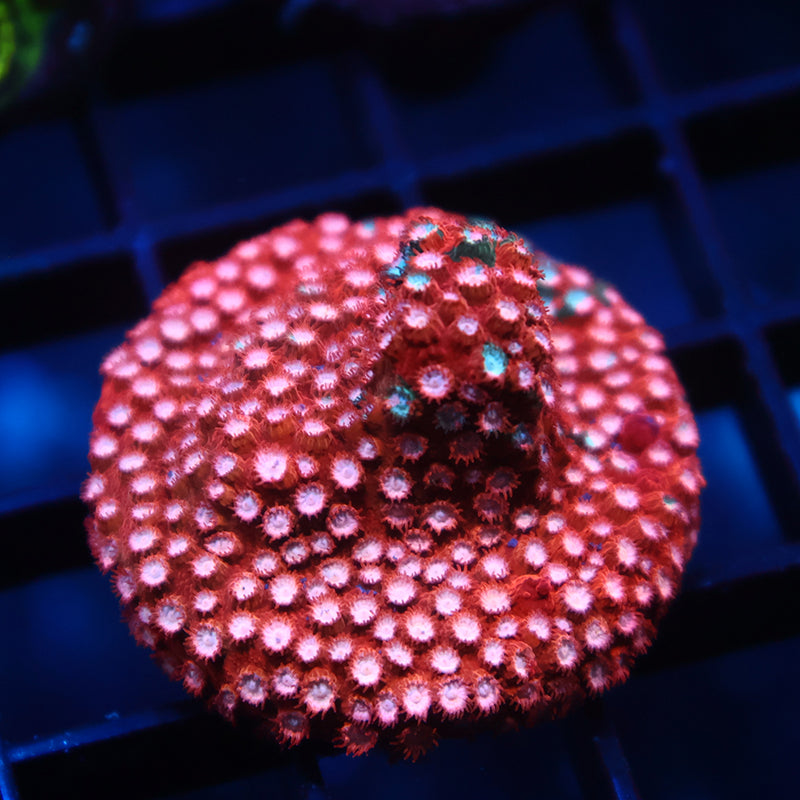 JF Fender Bender Cyphastrea
