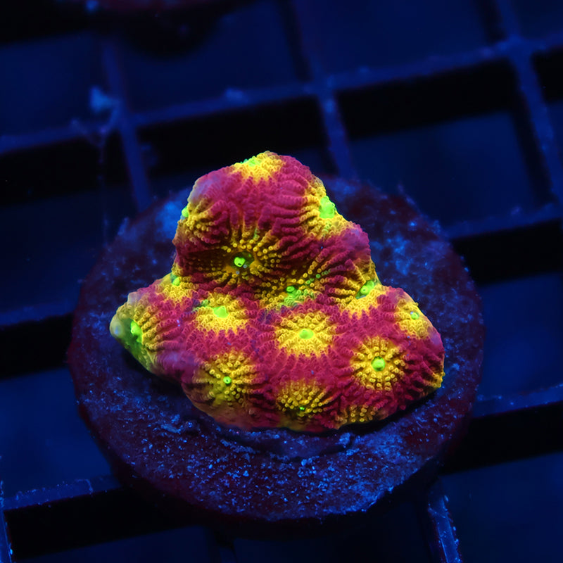 TCK Fire Favites