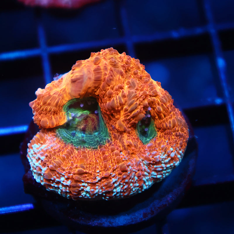 TCK Orange Creamsicle Bowerbanki