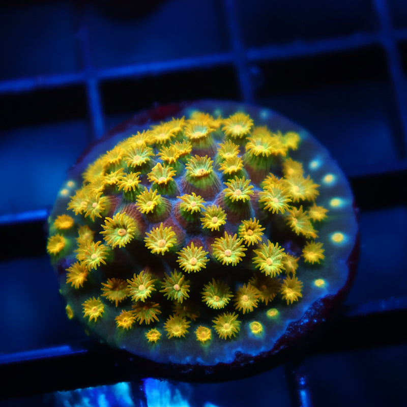 Zoolander Cyphastrea
