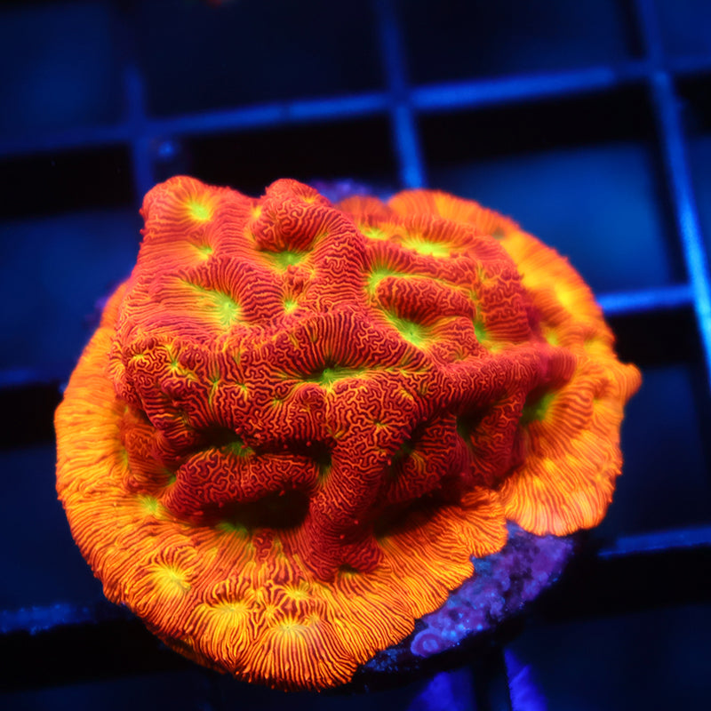 JF Jack-O-Lantern Lepto