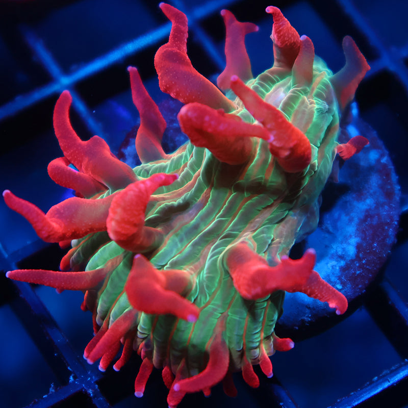 TCK Shaggy Hellfire Diaseris