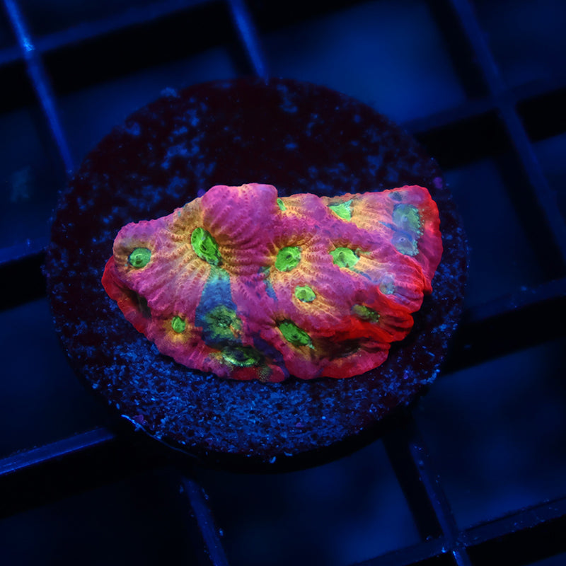 JF Dayglo Favia