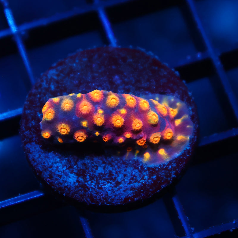 ARC Monet's Madness Cyphastrea