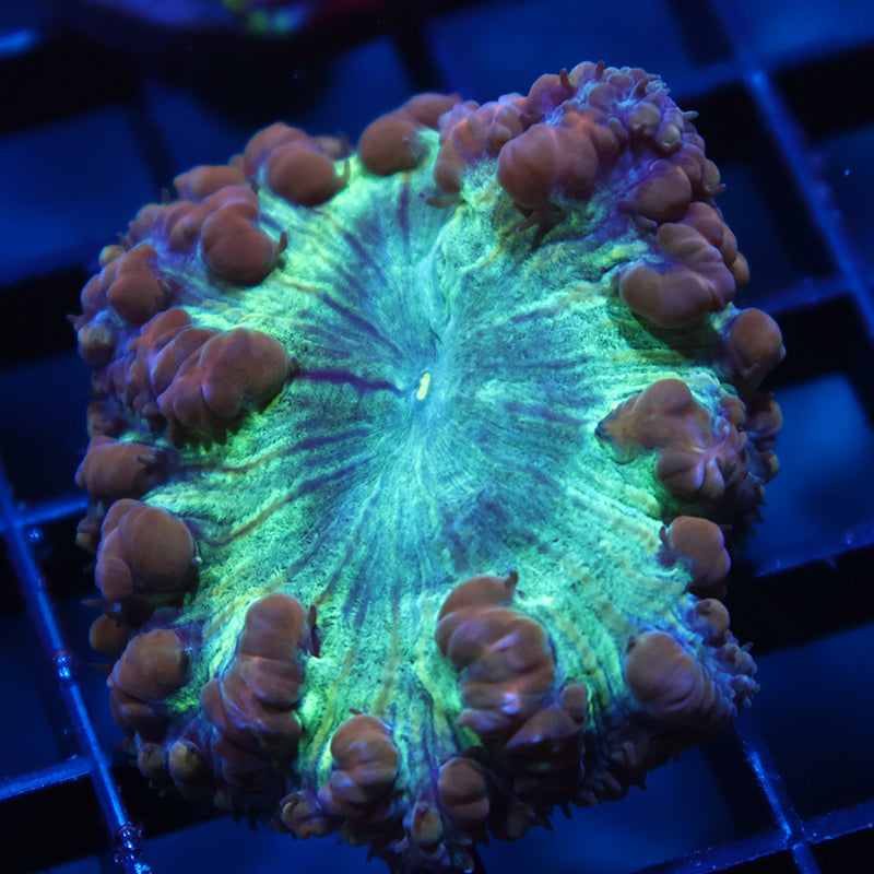 TCK Huge Polyp Green Blasto