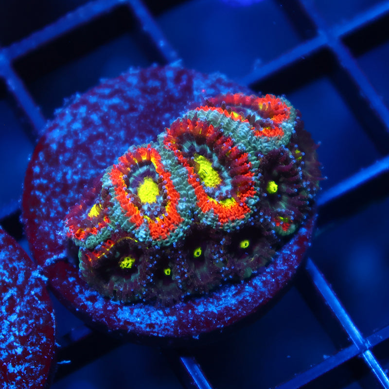 TCK HG Micromussa