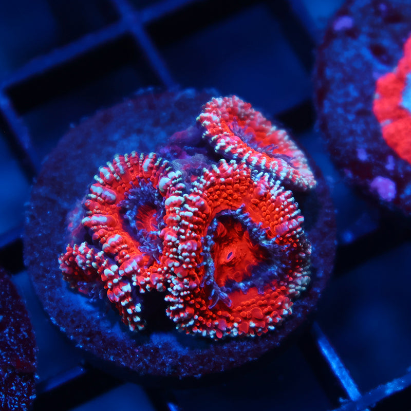 TCK Glitter Rim Acan