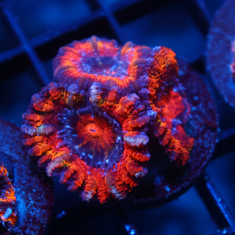 TCK Fluffy Rainbow Acan