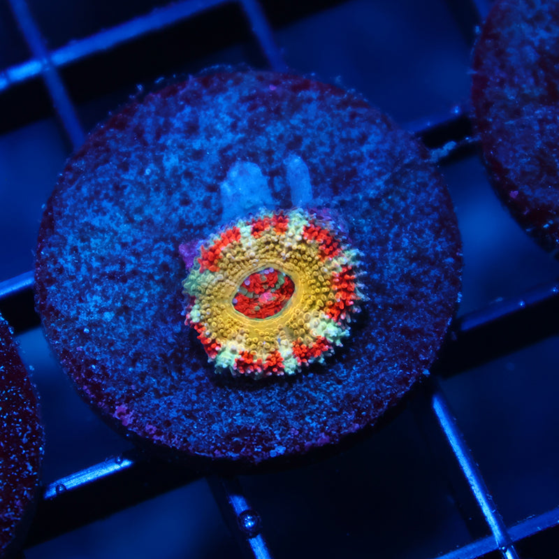 CC OG Rising Sun Acan