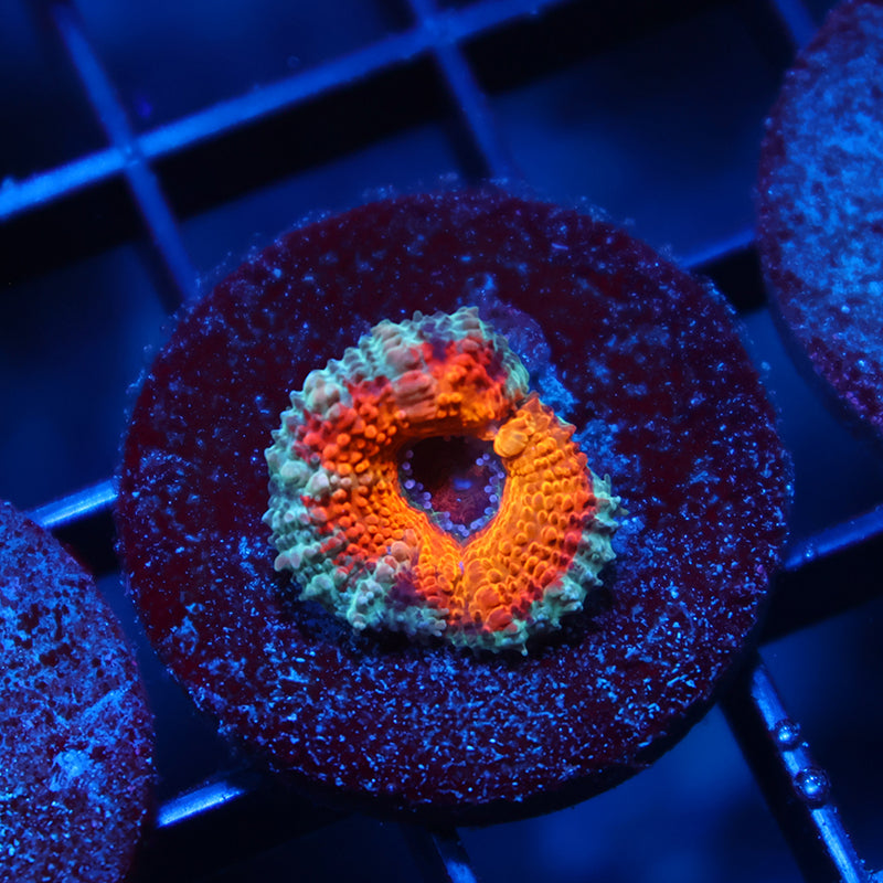 TCK Bleeding Orange Acan