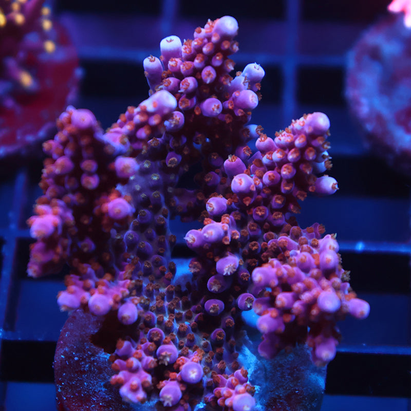 XL ARC Fireworks Mini Colony