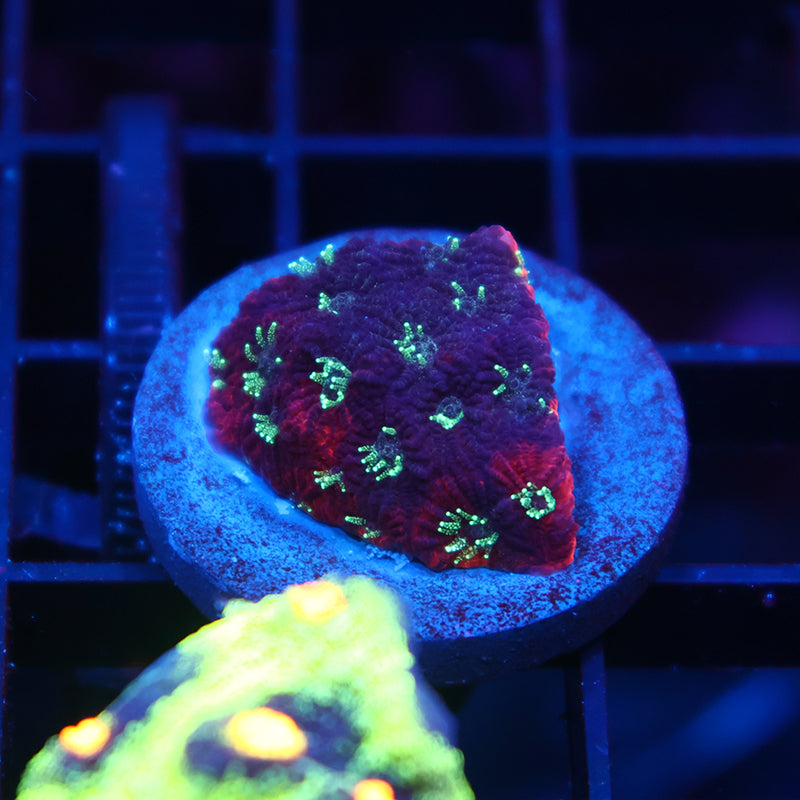 TCK Burning Favites