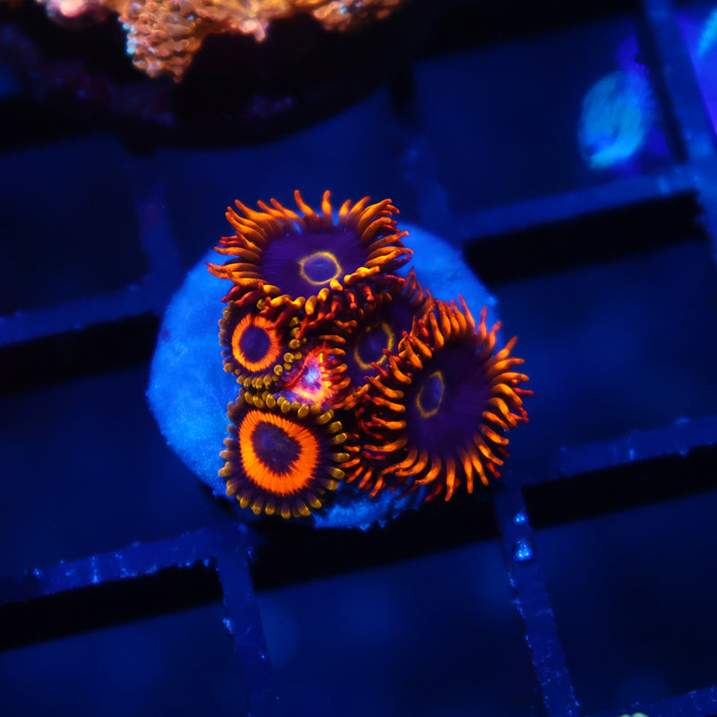 Rainbow Hornets