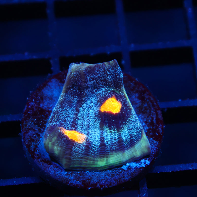 TCK Halloween Mycedium