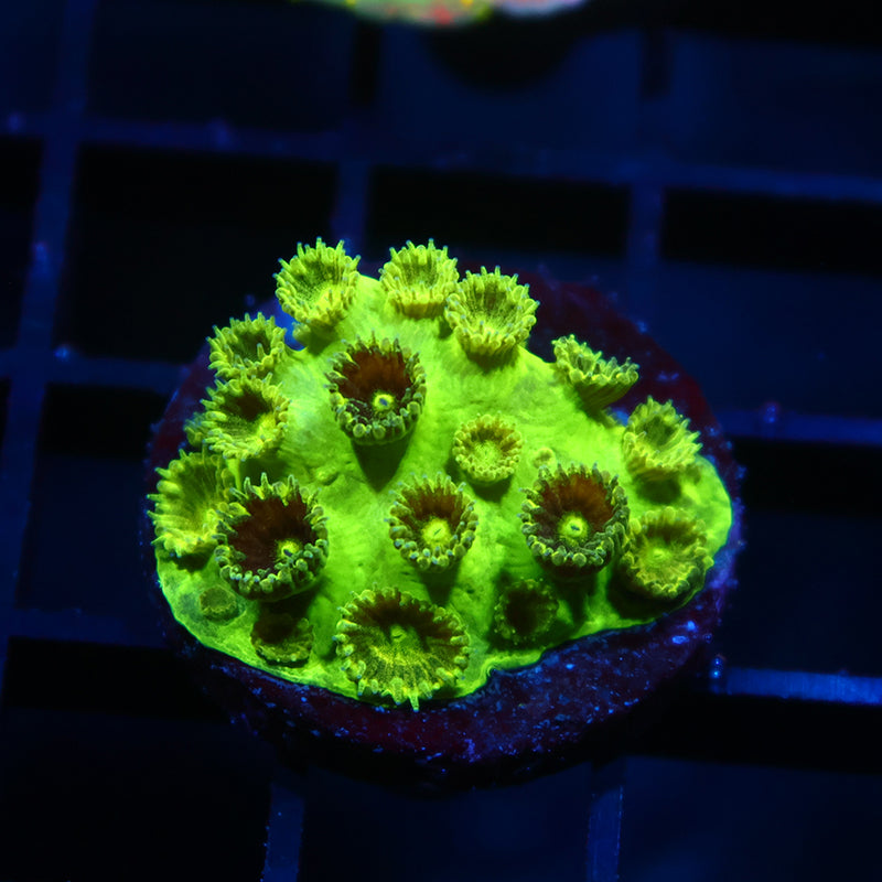 TCK Toxic Plesiastrea